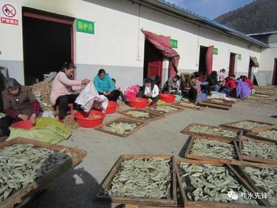 柞水縣紅巖寺鎮 黨建引領，社區工廠助力脫貧，中藥材產業煥發新活力